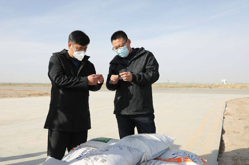 图为中碳森林资源（北京）有限公司负责人与十团蓝泊湾机场负责人查看“树种球”质量（林国强 摄）