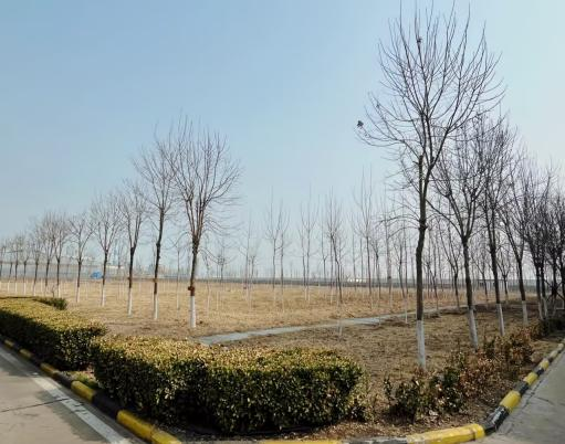 Shandong company spring greening work